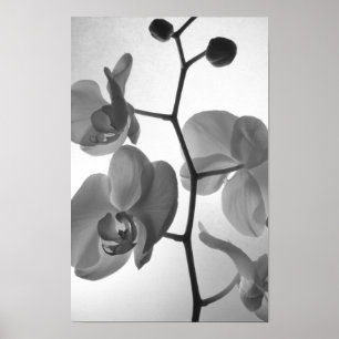 Poster Orquídeas Negras e Brancas no Tronco