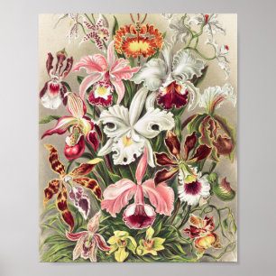 Poster Orquídeas, Orquídeas Denusblumen de Ernst Haecke