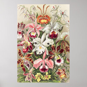 Poster Orquídeas, Orquídeas Denusblumen de Ernst Haeckel