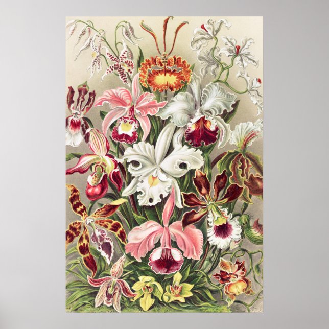 Poster Orquídeas, Orquídeas Denusblumen de Ernst Haeckel (Frente)