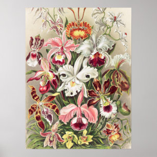 Poster Orquídeas, Orquídeas Denusblumen de Ernst Haeckel