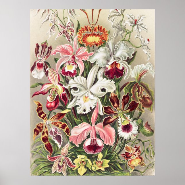 Poster Orquídeas, Orquídeas Denusblumen de Ernst Haeckel (Frente)