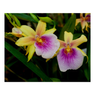 Pôster Orquídeas Púrpura Amarelas Miltonia Sunset