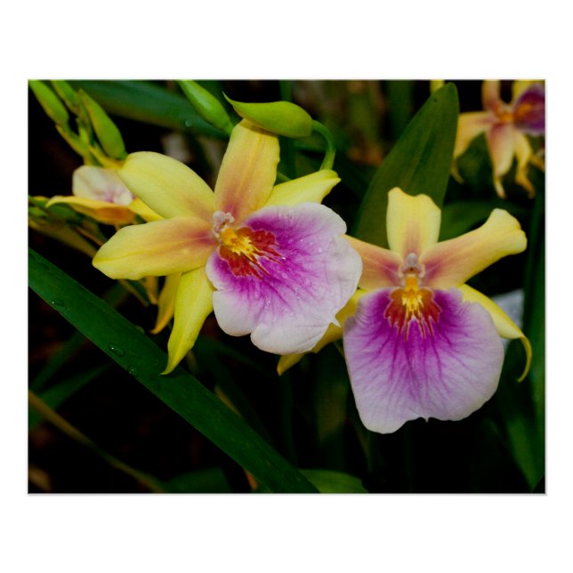 Pôster Orquídeas Púrpura Amarelas Miltonia Sunset (Frente)