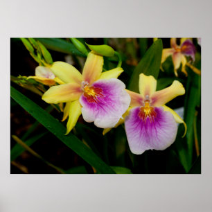 Poster Orquídeas Púrpura Amarelas Miltonia Sunset
