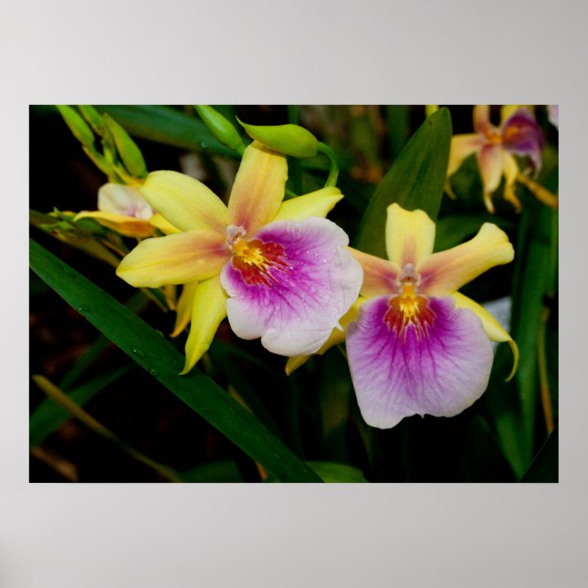 Poster Orquídeas Púrpura Amarelas Miltonia Sunset (Frente)