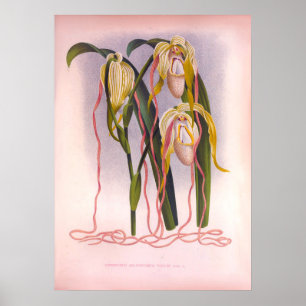 Poster Orquídeas Reboques Vintage Cypripedium Selenipediu