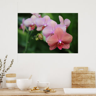 Poster Orquídeas Rosa Simples e Elegantes Flor Botânica
