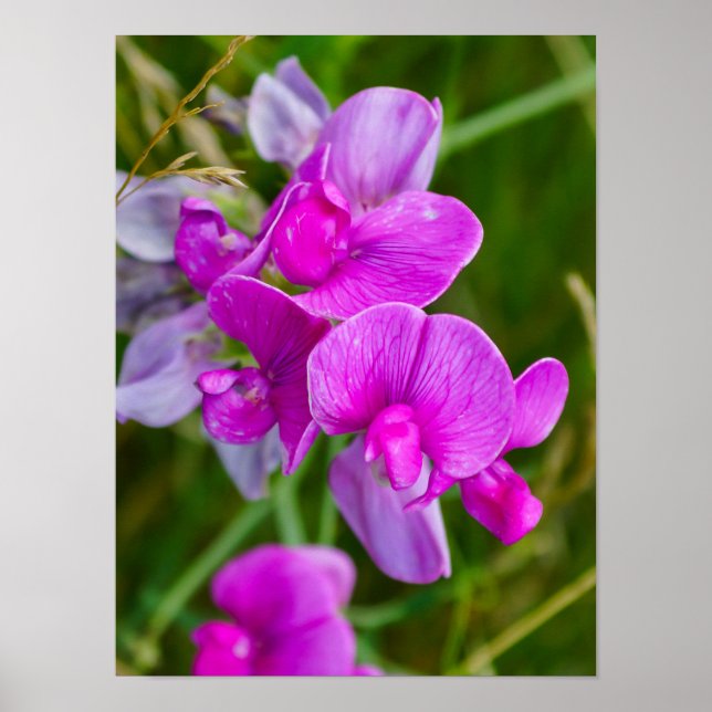 Poster Orquídeas Roxas (Frente)