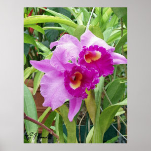 Poster Orquídeas roxas de Cattleya
