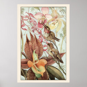 Poster Orquídeas Tropicais Antigas, Flores e Beija-flores