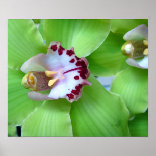 Pôster Orquídeas Verdes - Impressões, Canvas, Enquadradas