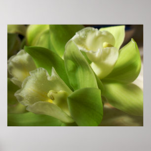 Poster Orquídeas Verdes Seda e Satã 1