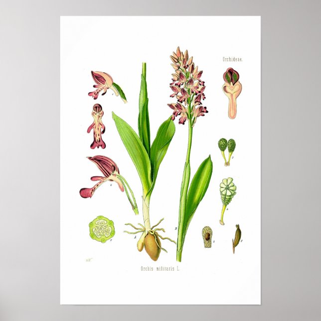 Poster Orquis militaris (Frente)