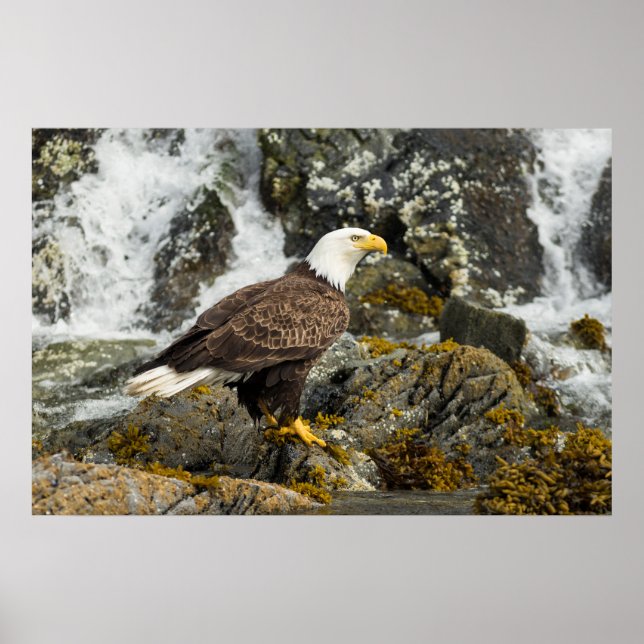Poster Ortod Bald Eagle (Frente)