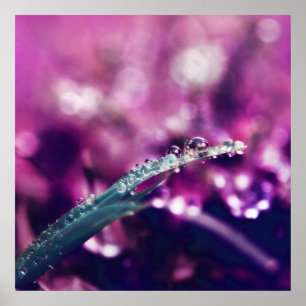 Poster Orvalho no abstrato cor-de-rosa roxo do macro da