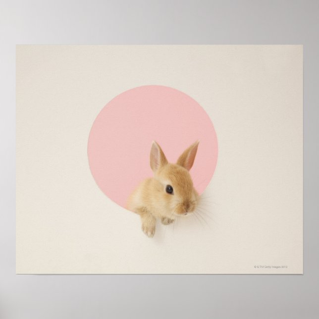 Pôster Oryctolagus cuniculus 3 (Frente)