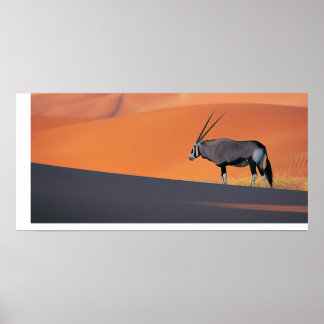 Poster Oryx