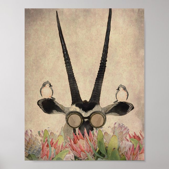 Poster Oryx atrás das flores de protea (Frente)