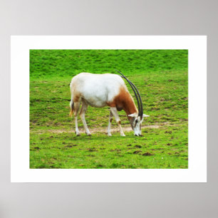 Pôster Oryx do Scimitar