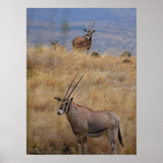 Poster Oryx na África