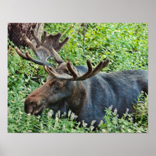 Poster Os alces