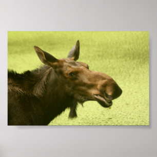 Poster Os alces fizeram alguém para dizer o bolo