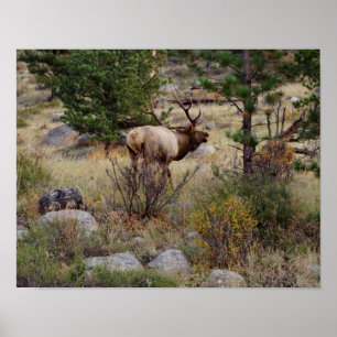 Poster Os alces que bugling no parque nacional de