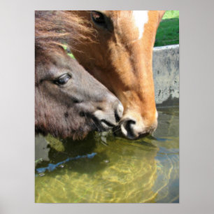 Pôster Os amigos do cavalo compartilham de uma bebida