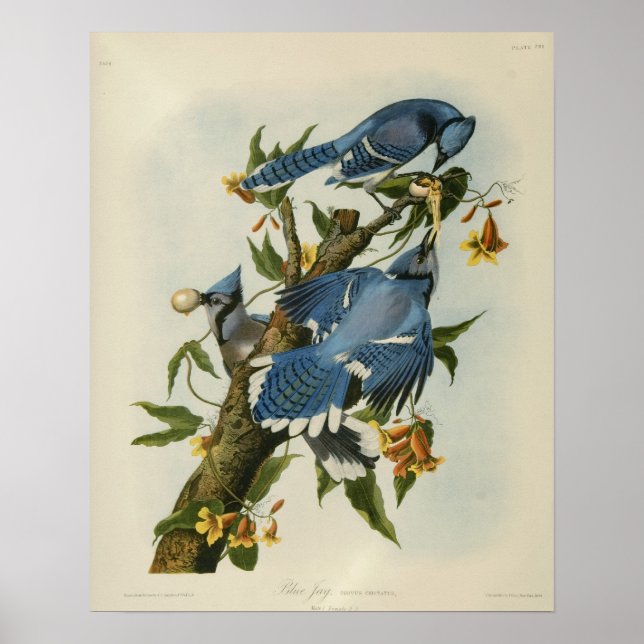 Pôster Os Blue Jays de Audubon (Frente)