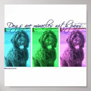 Poster Os cães são milagre com patas