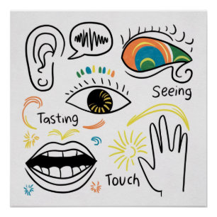 Pôster Os Cinco Sentidos