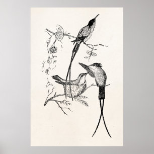 Pôster Os colibris de Swallowtail do vintage