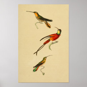 Pôster Os colibris do vintage 1830 imprimem o verde
