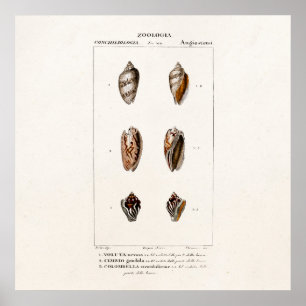 Pôster Os escudos do mar do vintage personalizaram a