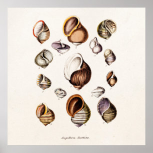 Pôster Os escudos do mar do vintage personalizaram o