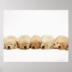 Poster Os filhotes de cachorro do golden retriever