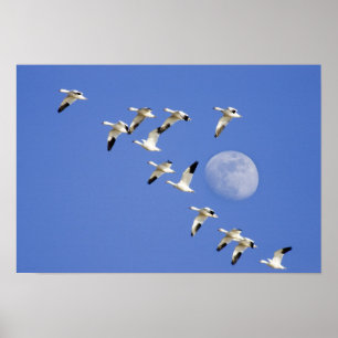 Poster Os gansos de neve tomam o vôo no lago NWR