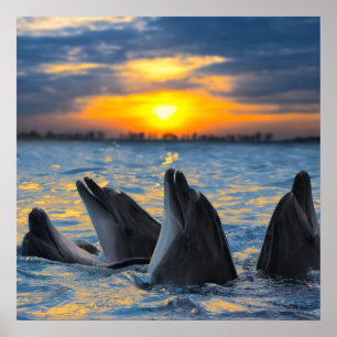 Poster Os golfinhos garrafa-cheirados na luz do por do