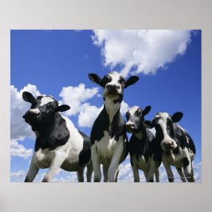 Pôster Os insetos eye uma opinião quatro vitelas novas