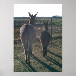 Poster Os Irmãos Donkey