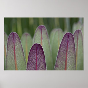 Poster Os Lobelias Gigantes  Rwenzoris