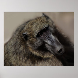 Poster Os macacos amam para sempre