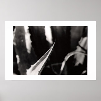 Pôster Os Magueyes
