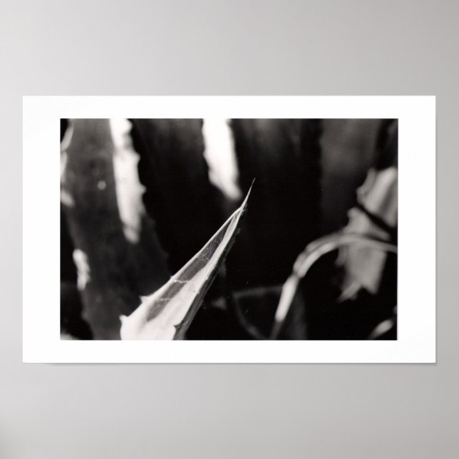 Pôster Os Magueyes (Frente)