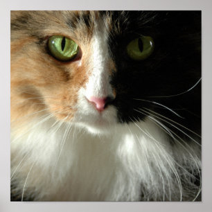 Poster Os Olhos do Gato