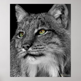 Pôster Os Olhos do Wild Lynx