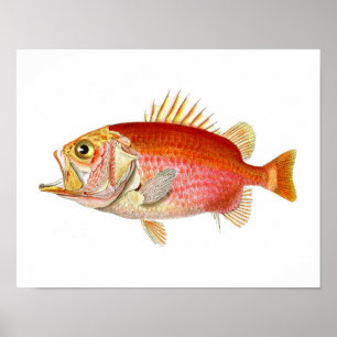 Pôster Os peixes vermelhos da antiguidade dos peixes