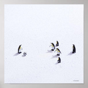Pôster Os pinguins que jogam o futebol
