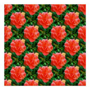 Pôster Os rosas são vermelhos…